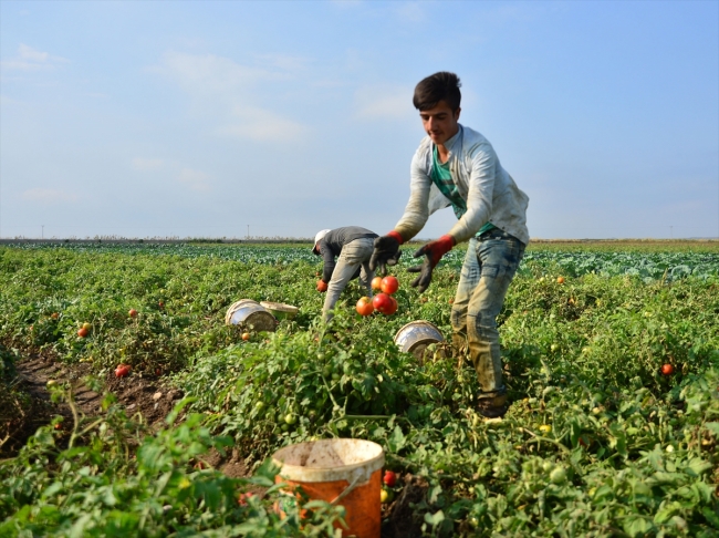 Çanakkale domatesinin en lezzetli dönemi